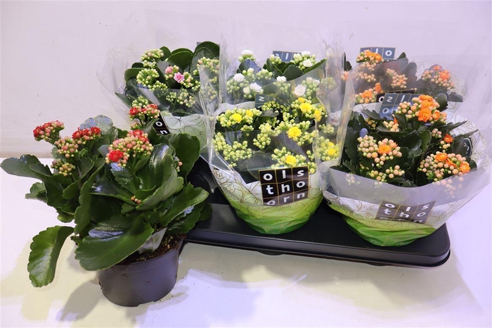 <h4>Kal Ge Gem 5 Kl</h4>