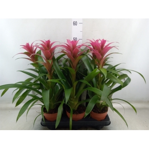 Guzmania  'Freya'