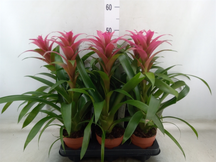 <h4>Guzmania  'Freya'</h4>