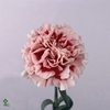 Dianthus st cheerio