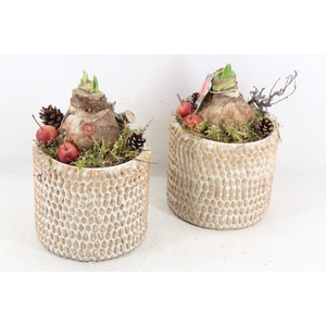 arr4 Amaryllis MB - Ker. pot amber 338/6