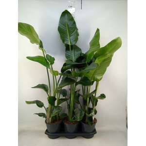 Strelitzia nicolai