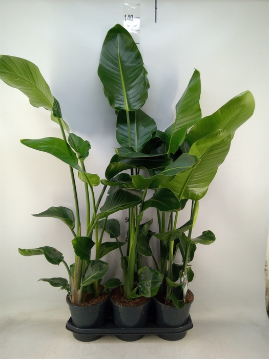 <h4>Strelitzia nicolai</h4>