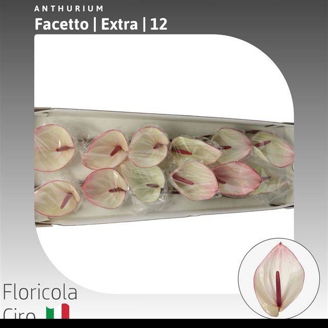 <h4>ANTH A FACETTO</h4>