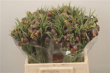 <h4>Frit Uva-vulpis</h4>