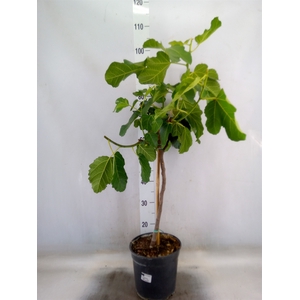 Ficus carica