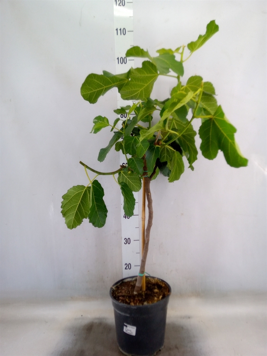 <h4>Ficus carica</h4>