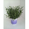 Lavandula angustifolia Hidcote
