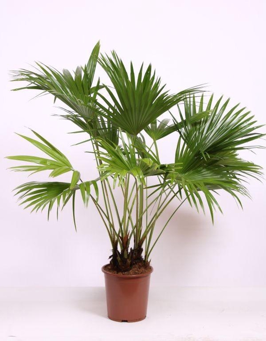 <h4>Livistona chinensis</h4>