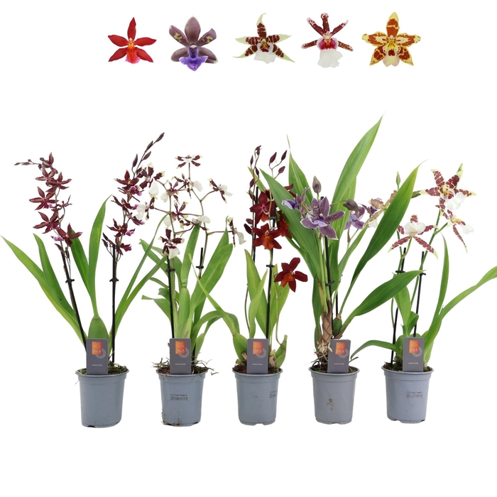 <h4>Inca Orchid mix 2 spike 9cm</h4>