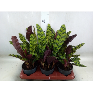 Calathea lancifolia