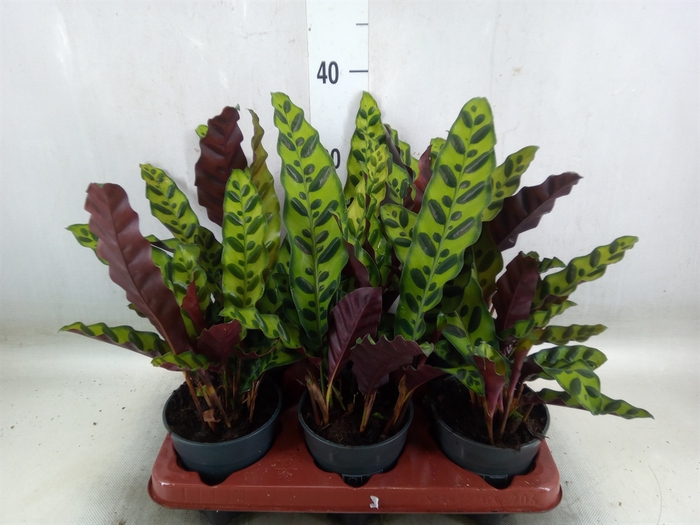 <h4>Calathea lancifolia</h4>