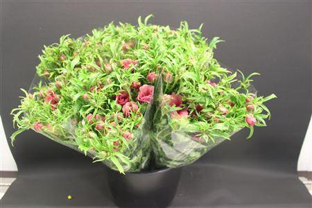 <h4>Ran Moderna Energia</h4>