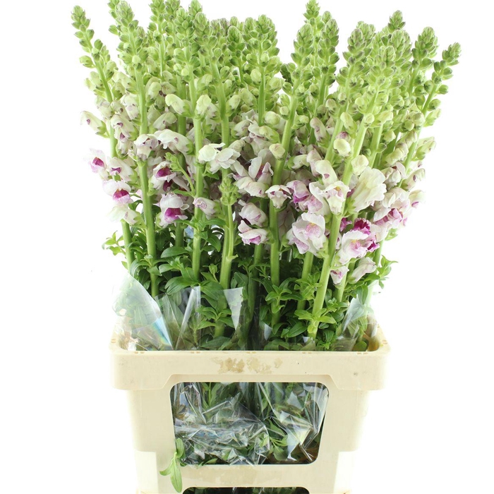 <h4>Antir Op Bicolor Purple</h4>