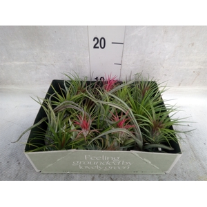 Tillandsia