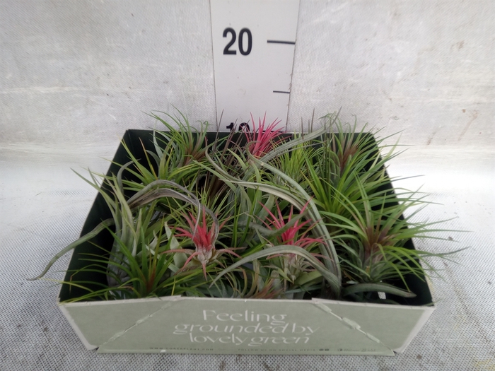 Tillandsia