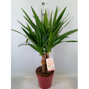 Yucca elephantipes   ...