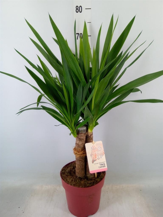 <h4>Yucca elephantipes   ...</h4>