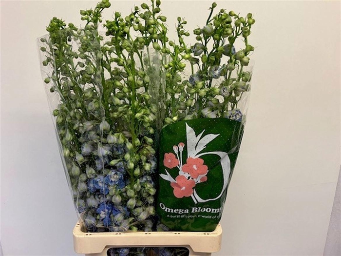 <h4>DELPH DU AUR L BLUE</h4>