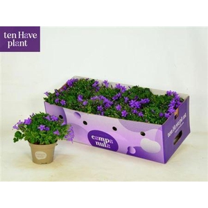 Campanula portenschlagiana Porto