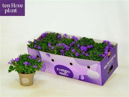 <h4>Campanula portenschlagiana Porto</h4>