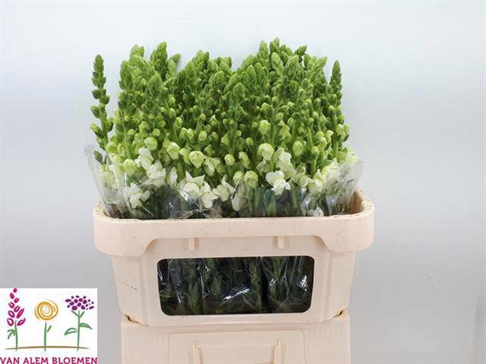 <h4>Antir Antibes White Alem</h4>