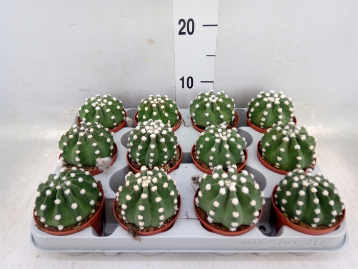 <h4>Echinopsis oxygona</h4>