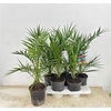 Phoenix Canariensis