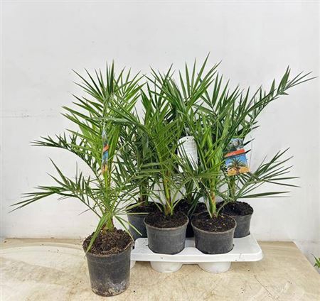 <h4>Phoenix Canariensis</h4>