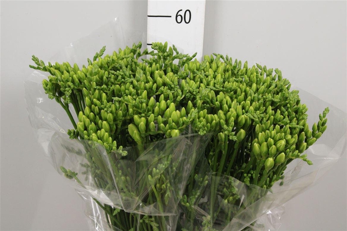 <h4>Fr Du Versailles</h4>