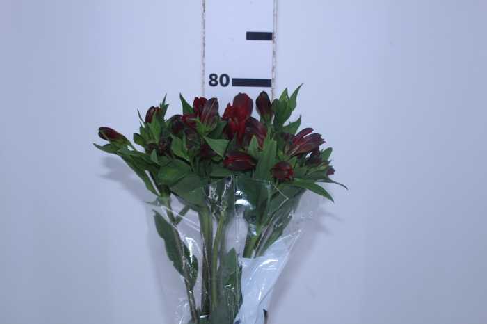 ALSTROEMERIA ANGELINA 080 CM