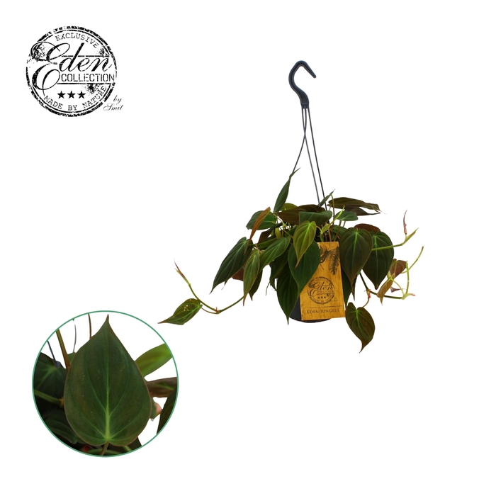 <h4>Philodendron Micans 15cm HP</h4>