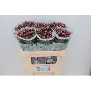 Bouvardia Double Diamond Darkpink