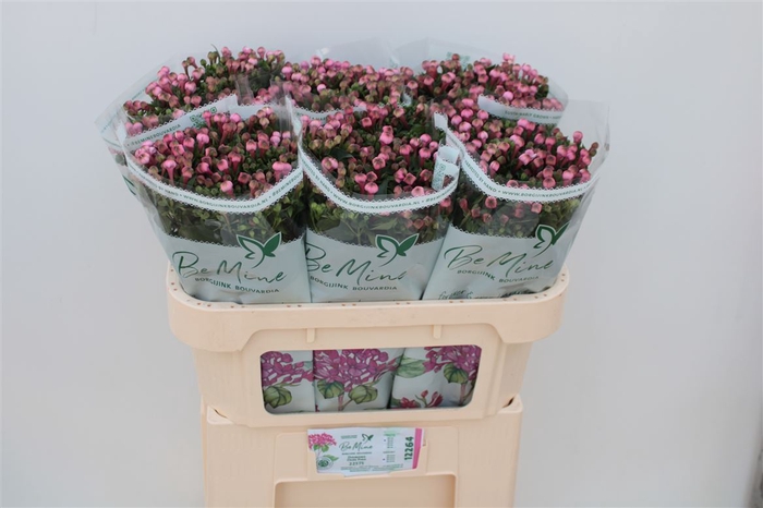 Bouvardia Double Diamond Darkpink