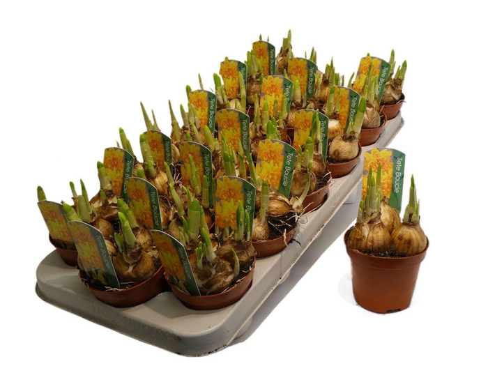 <h4>Narcis Boucle</h4>