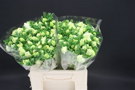 <h4>Anem Small Pure White</h4>