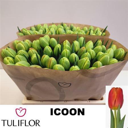 <h4>Tu Du Icoon</h4>