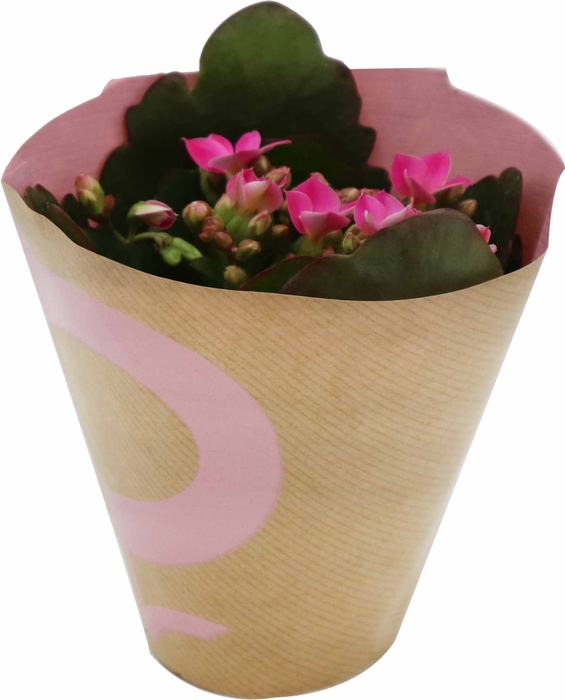 <h4>KALANCHOE BLOSSFELDIANA 'MINI' P6 ROSE</h4>