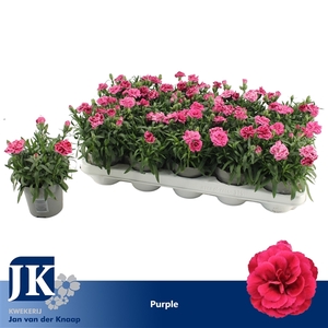 Dianthus Purple