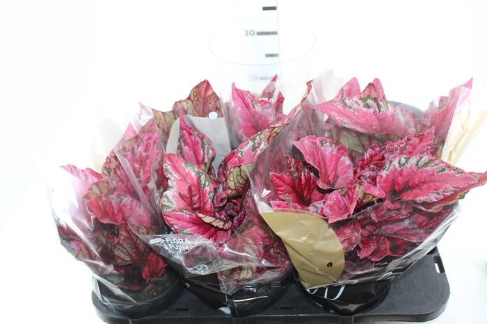 <h4>BEGONIA BELEAFS MAUI SUNSET P15</h4>