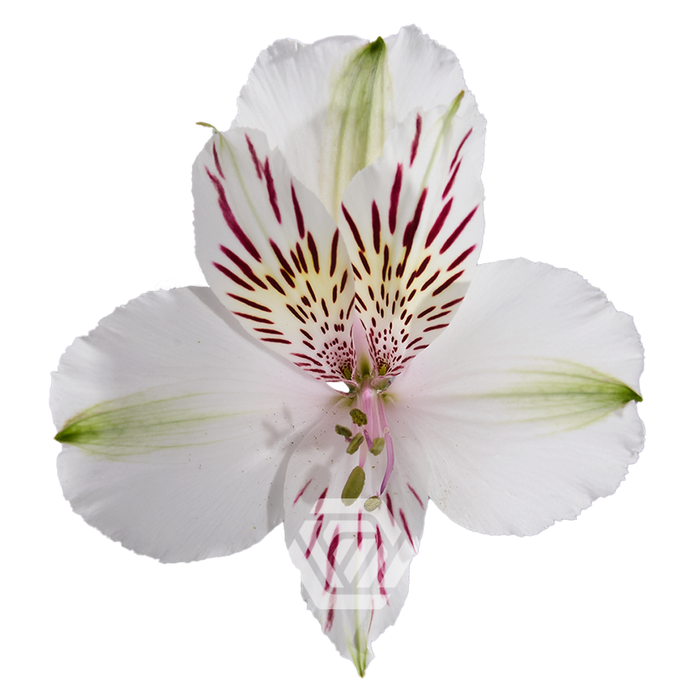 <h4>ALSTR HIMALAYA Tessa</h4>