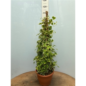 Hedera goldchild pyramide