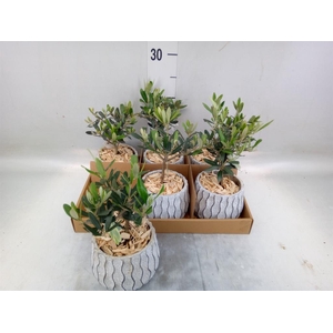 Arr.   Tuinplanten L%