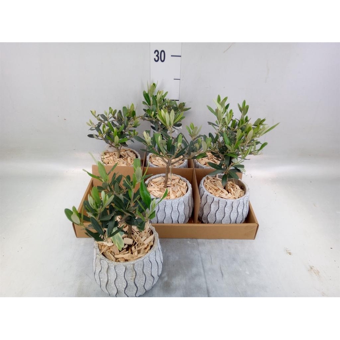 <h4>Arr.   Tuinplanten L%</h4>