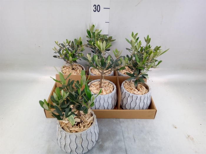 <h4>Arr.   Tuinplanten L%</h4>