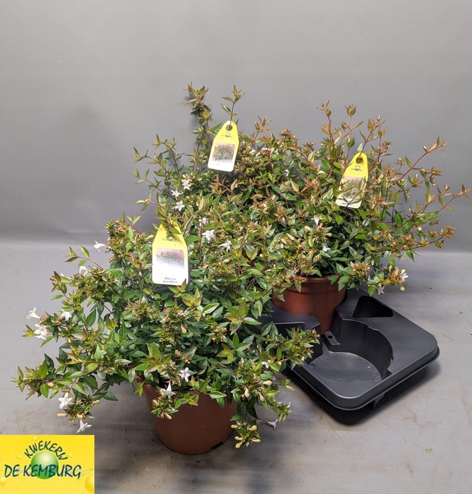 <h4>ABEL GRANDIFLORA</h4>