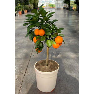 Citrus hystrix
