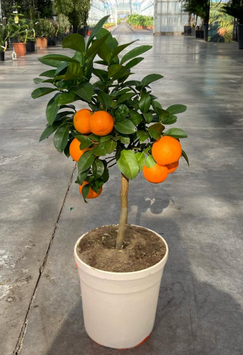 <h4>Citrus hystrix</h4>