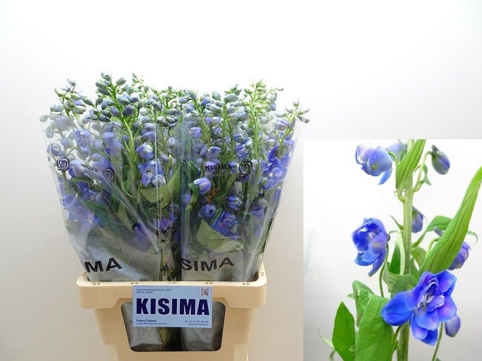 <h4>Delph Guardian Blue Kisima</h4>