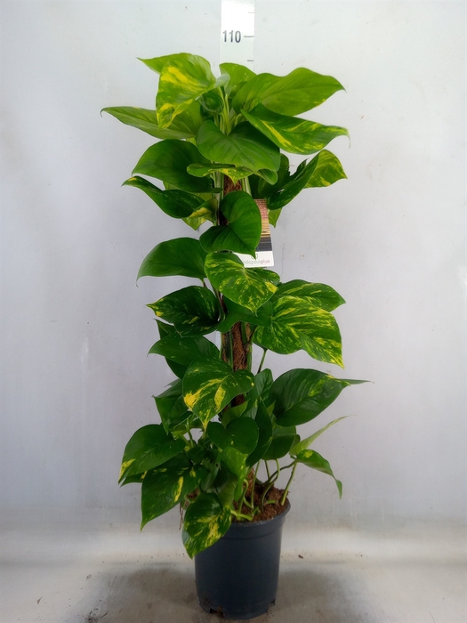 <h4>Epipremnum pinn.   ...moss stick</h4>